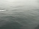 Dolphins Dolphins