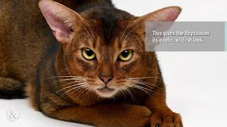 Fascinating Facts About the Abyssinian Cat  | Mittens and Max