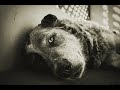 Dorus - nachtwacht Dorus - nachtwacht