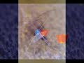 Godiego/DEAD END ～ LOVE FLOWERS PROPHECY