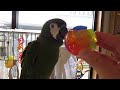 Click here to watch this video 笑うボールとノア様
