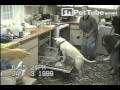 Funniest Pets & People: Episode 2