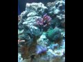 Big Al's Fish Tank