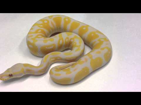 YouTube reptile video