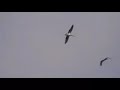 Black Storks migrating over Malta Black Storks migrating over Malta