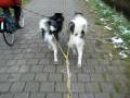 videos de Kenai en Nituna voor de kar in Nederland