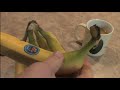 classic game room reviews donkey kong bananas from chiquita co-branded with nintendo's donkey kong country returns for nintendo wii. what? can you play these things on the wii!? no, but nintendo advertises to you when you go to grab a tasty banana which is loaded with potassium and vitamin c. enhance your donkey kong gamepley with a chiquita banana with donkey kong stickers because if you don't eat them they'll eat you. this cgr review features the donkey kong country returns for wii stickers on chiquita bananas that are tasty and yummy. are donkey kong bananas the perfect video game food? perhaps. they are what donkey kong craves after all, or at least ms. pac man.