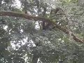 Cicada Sounds