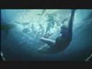 Save the Sharks! (#2) - oceana.org