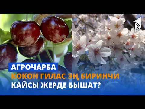 Кокон гилас эң биринчи кайсы жерде бышат?