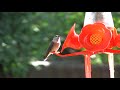 Hummingbird Hummingbird