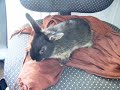 Max