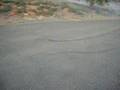 videos de Pontiac Trans Am 1983 carb burnout