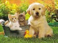 xmas-dog-dance-with-8-dogs.html