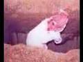 الشيخ خالد الراشد مؤثر جدا