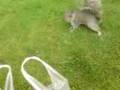 squirrel bite!.3GP