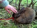 Bunny\