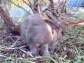 Bunny's Sunday Promenade