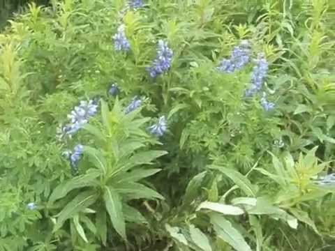 how to fertilize lupine