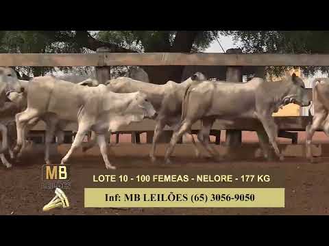 1� LEIL�O VIRTUAL FAZENDA NAYARA & CONVIDADOS