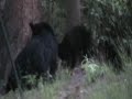 Black Bear Cubs for Bigfoot Subscribers (w/music) Black Bear Cubs for Bigfoot Subscribers (w/music)