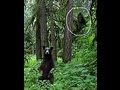Black Bear Cubs for Bigfoot Subscribers (w/music)