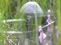 Estonia on YouTube and Vimeo