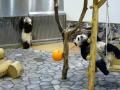 双子のパンダ（白浜アドベンチャーワールド）２　P1040237