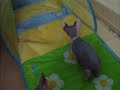 Romp around! Romp around!