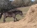 Obsydian and Malik
