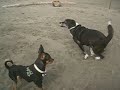Lucky met a small dog Lucky met a small dog