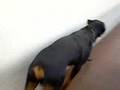 Brincado-com-Rottwei