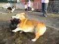 Cairn Terrier video