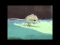 Pepino (Jerboa Dance Version)