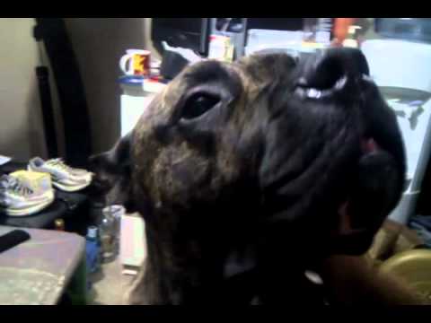 Canary Dog - 165 Pound Freak Of Nature Presa Canario aka Canary Dog.