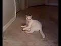 Cat chasing his tail Cat chasing his tail