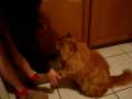 videos de Pumpkin