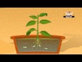 Learn About Plants - Photosynthesis