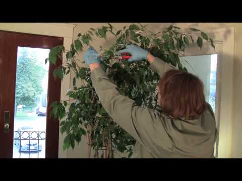 how to fertilize ficus lyrata
