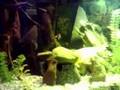 videos de My two Plecos