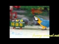Cute parrot doing recycling 