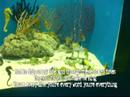 Oceanarium Pictures Oceanarium Pictures
