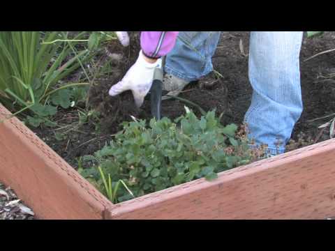 how to transplant strawberry runners