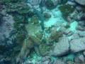 videos de Travesia a Malpelo 2008 - Capitulo 3/3