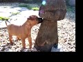 Smiffy investigates with Kira
