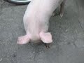 Mini Pig \"Daigoro\" (2) Mini Pig \"Daigoro\" (2)