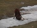 130 LB Alaskan Malamute / Wolf mix Goofing around on snow 130 LB Alaskan Malamute / Wolf mix Goofing around on snow