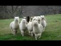 Star Wars Alpaca