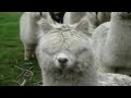 Star Wars Alpacas