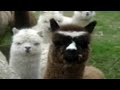 Star Wars Alpacas